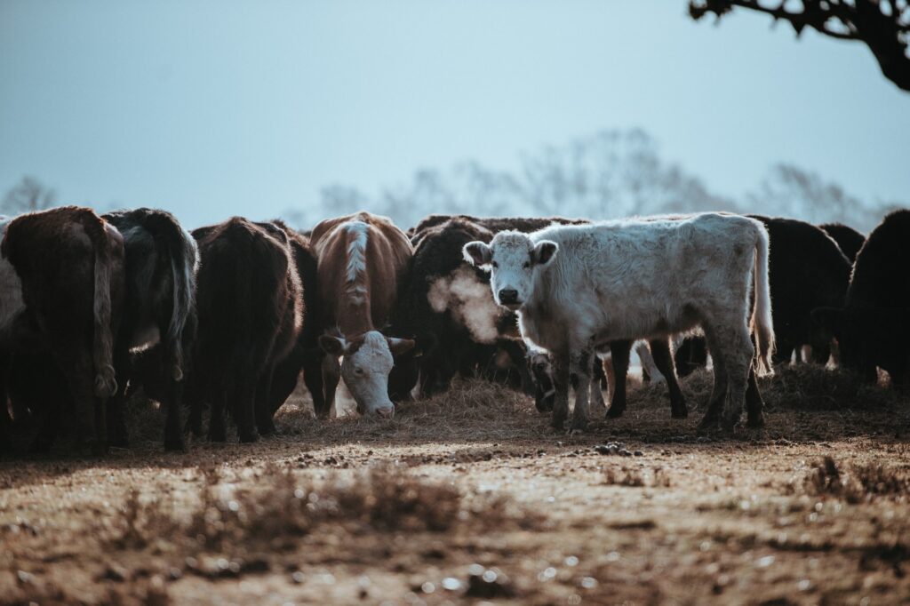 Grupo de vacas pastando